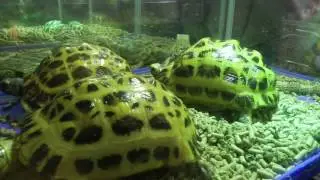 Ruby Herman Vlog jalan jalan lihat Reptiles in the Jungle. Aneka Reptil sperti Iguana, Salamander