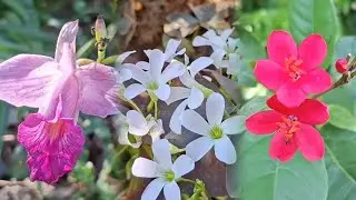Música Para Relajarte y Dormir viendo flores hermosas del Jardín 