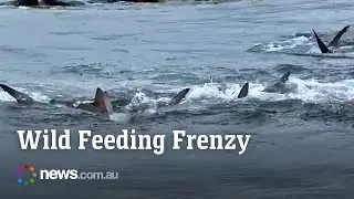 Wild shark feeding frenzy turns Gold Coast hotspot into a marine massacre