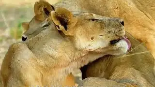 Milo vs. the Wild &ndash; A Lone Lion Cub&rsquo;s Battle Against Rejection and Danger
