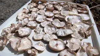 Our favorite Shiitake Recipe!!  Increase Vitamin D content!