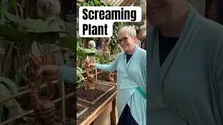 Screaming Mandrake Plant Harry Potter #harrypotter #viral