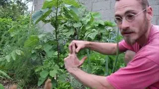 10 plantes pour le paillage en permaculture 09/10 : Le Figuier