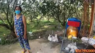 Cô Thuỷ lớn tuổi nuôi thỏ siêu đẹp và dãy chuồng thiết kế đẹp