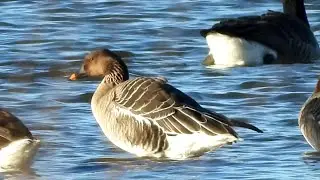 8 Tundra Bean Geese at Willington Wetlands, 03-01-2026.