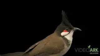 A red-whiskered bulbul (Pycnonotus jocosus pattani) at Khao Kheow Open Zoo in Bang Phra, Thailand.