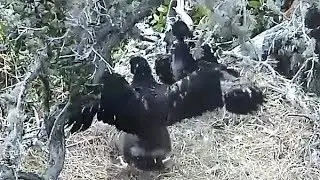 BC - Winging Our Way Around the Nest