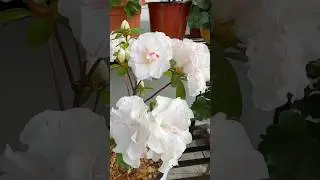 Azalea flower #shorts #foryou #trendingshorts #garden #flowers #bluedreamsgarden #azalea #gardening