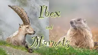 I B E X  and MARMOTS