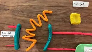 Very Long Chain Acyl-CoA Dehydrogenase Deficiency (VLCADD) Animation