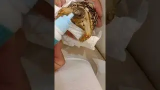 How do you treat a runny nose in a tortoise? Through nasal drops or injections some antibiotics.