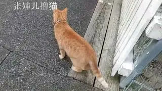 路遇一只十分高冷的大橘，好不容易叫过来，只给撸了一把，就扭屁股走了。整个一冰山美人。还是回家撸棕仔，咱家棕仔小可爱，又是打滚儿又是露肚皮，纯纯暖男的说！#橘猫 #棕猫 #orangetabbycat