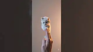 This Tiny Cat Balancing on a Finger Broke My Brain 😱🐾 #Shorts