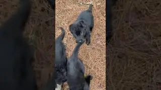 5 week old puppies with GSM