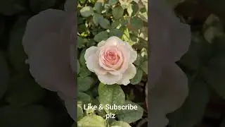 Jumelia Dutch Rose #flowers #gardening #rose #plants