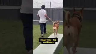 Training are fearful dog 🐕 #indiedog #indiedogs #fearfuldog