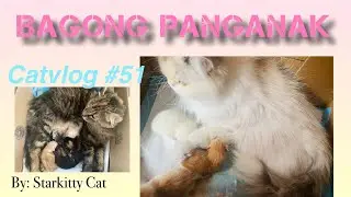 TIPS Paano Mag alaga ng Bagong Panganak na Mommy Cat | CatVlog #51 #mommycat #kitten