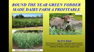 ROUND THE YEAR GREEN FODDER MADE DAIRY FARM A PROFITABLE- P. C. Patel