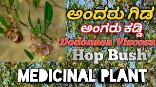 ಅಂದರು ಗಿಡ, Hop Bush, Dodonaea Viscosa,