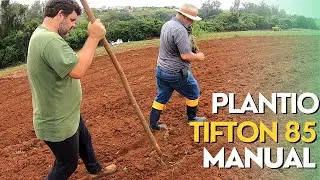 PLANTIO MANUAL DE TIFTON 85 COM MUDAS DE BANDEJA Ep#266