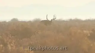 Mule Deer Buck Backlit on a Cool Morning.