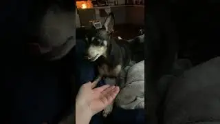 Juno the Dog Playing with Me 🐾 | Funny & Cute Dog Short