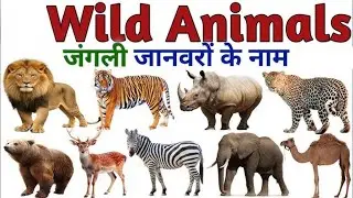 Wild Animals | Wild Animals Vocabulary in Hindi & English | जंगली जानवरों के नाम | Wild Animal List.