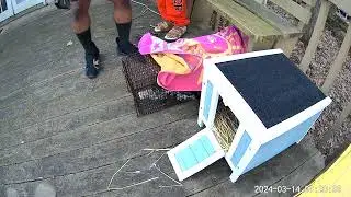 The Goose is Loose! Feral Cat Release
