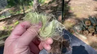 Yucca Fire Roll, It Only Takes A Little Fiber And Wood Ashes To Make It Work!