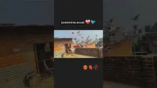 ❤️&zwj;🔥🫀🥀. @Failyer-in-all  #pigeong #explore #ytshorts #kabootar #viral #tranding #foryou