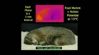 Arctic Squirrel Shaking Out of Hibernation