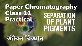 Separation of Plant Pigments by Paper Chromatography Lab Tutorial | Class 11 Biology Practical 