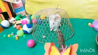 Colorful fish ,turtiles ,Gold fish ,catfish, rabbit , duck baby, world cute chickens #funnyvideo2025