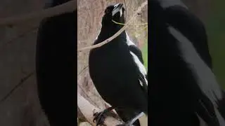 Australian magpie calls beautiful sounds🕊🤗 #shorts