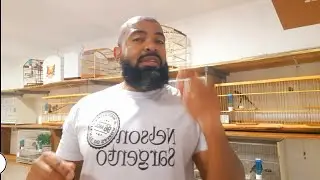 VOADOR × GAIOLA   👇🏿 ,               TRINCA FERRO 🙄   MAIS ATIVO ? 🤔