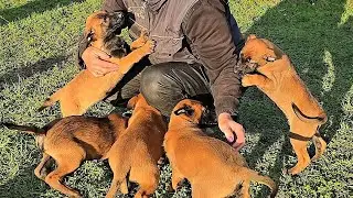 🔥Fearless puppies #REXZONEODESSA Malinois puppy training Odessa 2025