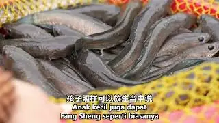 【Master Lu】Manfaat dari Fang Sheng (melepas makhluk hidup)