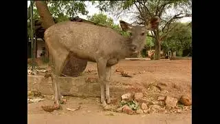 Rusa unicolor - Індійський замбар -  sambar