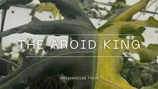 Building a Plant Empire: A Private Tour With the King of Aroids Bill Rotolante