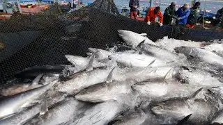 Havest Giant Bluefin tuna, Tuna Fishing Nets - Processing Line and Preserving Frozen Tuna