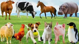 🌿Đồng Qu&ecirc; H&oacute;a Bản Nhạc Vui &ndash; B&ograve;, G&agrave;, M&egrave;o & Cừu H&ograve;a Quyện Trong &Acirc;m Thanh Dễ Thương | FarmAnimals 🐮🐔🐱🐑
