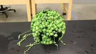 String of pearls (Curio rowleyanus) - Plant Identification
