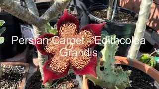Persian Carpet - Edithcolea Grandis