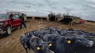 Bringing the Cattle Herd Home