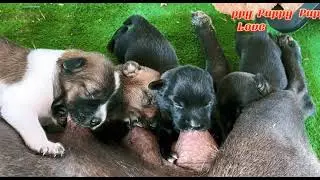 Poor Dog Mother Feed New Dog Baby by Breastfeeding🥰🥰 #puppy #puppies #cute  #doglover #dog #dogs