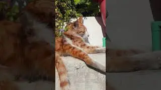 #white #paw #asmr #cat #cute #stray #canon #cutecat #pets #sun #relaxing #orange #ginger #sunbath