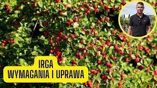 Irga &ndash; wymagania i uprawa. Zimozielona roślina płożąca o czerwonych kuleczkach