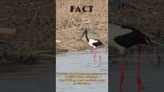 Wooly necked Stork #shorts