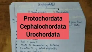 Protochordata/Cephalochordata/ Urochordata