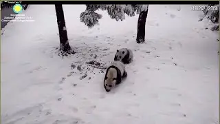 Panda Xiao Qi Ji - Happy Snow Day! (1/3/2022)